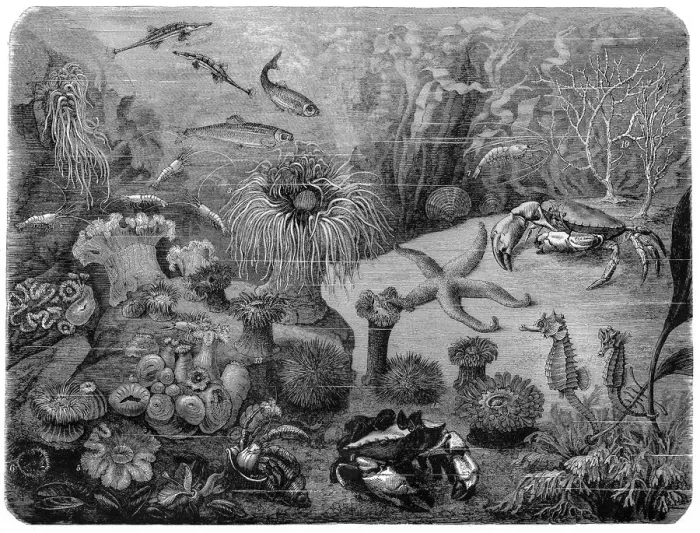 Framed Print : Marine life Framed Print : Marine life
