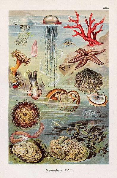 Marine life Chromolithography 1899