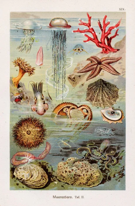 Framed Print : Marine life Chromolithography 1899