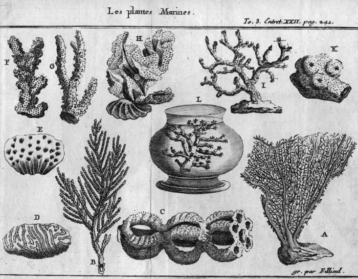 Framed Print : Marine Plants Framed Print : Marine Plants