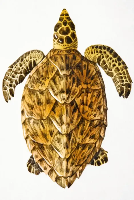 Framed Print : Marine turtle, elevated view Framed Print : Marine turtle, elevated view