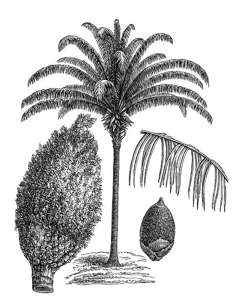 Maripa palm (Attalea maripa)
