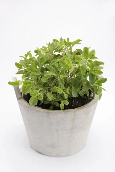 Marjoram -Origanum majorana-, herb
