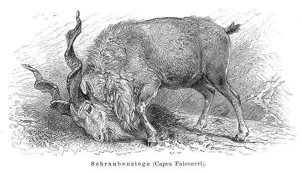 Markhor goat engraving 1897