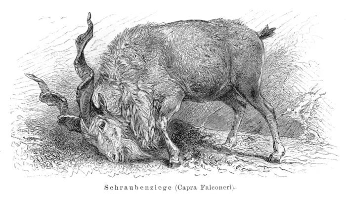 Framed Print : Markhor goat engraving 1897 Framed Print : Markhor goat engraving 1897