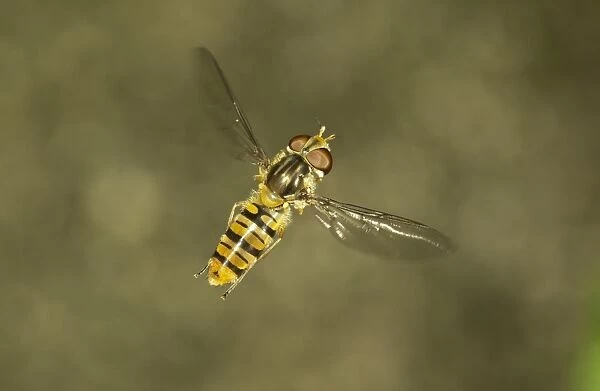 Marmalade Hoverfly -Episyrphus balteatus-, female in flight, Baden-Wurttemberg, Germany