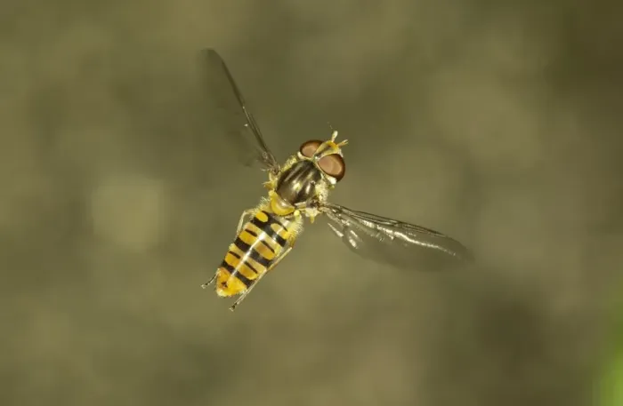 Framed Print : Marmalade Hoverfly -Episyrphus balteatus-, female in flight, Baden-Wurttemberg, Germany Framed Print : Marmalade Hoverfly -Episyrphus balteatus-, female in flight, Baden-Wurttemberg, Germany