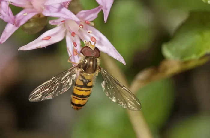 Framed Print : Marmalade Hoverfly -Episyrphus balteatus- feeding on pollen, Untergroeningen, Baden-Wuerttemberg, Germany, Europe Framed Print : Marmalade Hoverfly -Episyrphus balteatus- feeding on pollen, Untergroeningen, Baden-Wuerttemberg, Germany, Europe