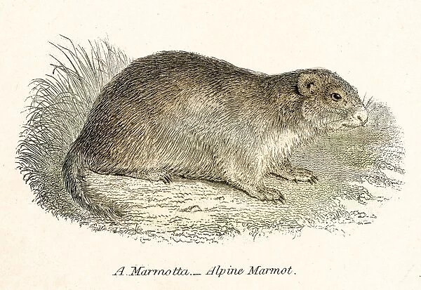 Marmot engraving 1803