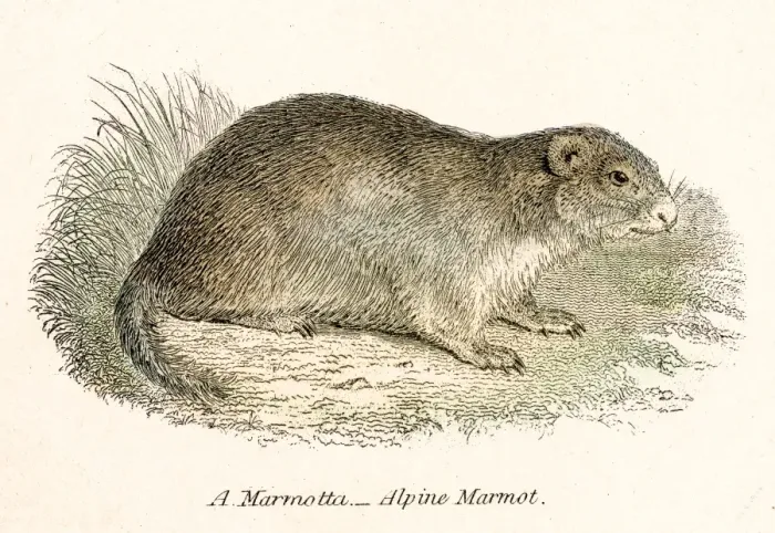 Framed Print : Marmot engraving 1803 Framed Print : Marmot engraving 1803