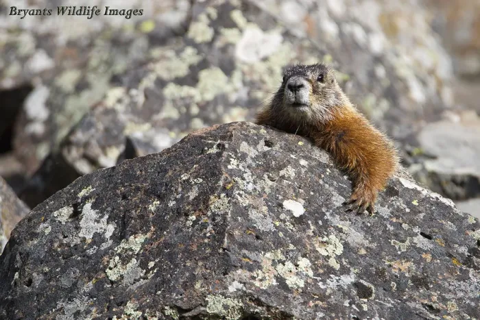 Framed Print : Marmot Hangout Framed Print : Marmot Hangout