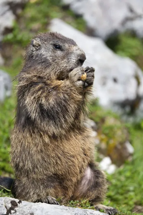 Framed Print : Marmot -Marmota marmota- nibbling on a peanut, Salzburger Land, Austria Framed Print : Marmot -Marmota marmota- nibbling on a peanut, Salzburger Land, Austria