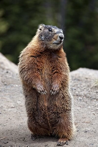 Marmot Rearing Up on Hind Legs in Yellowstone