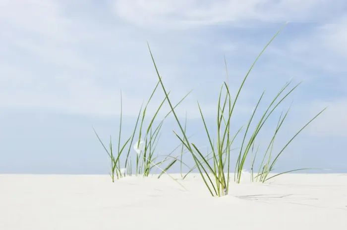 Framed Print : Marram Grass, Amrum, North Frisia, Schleswig-Holstein, Germany, Europe