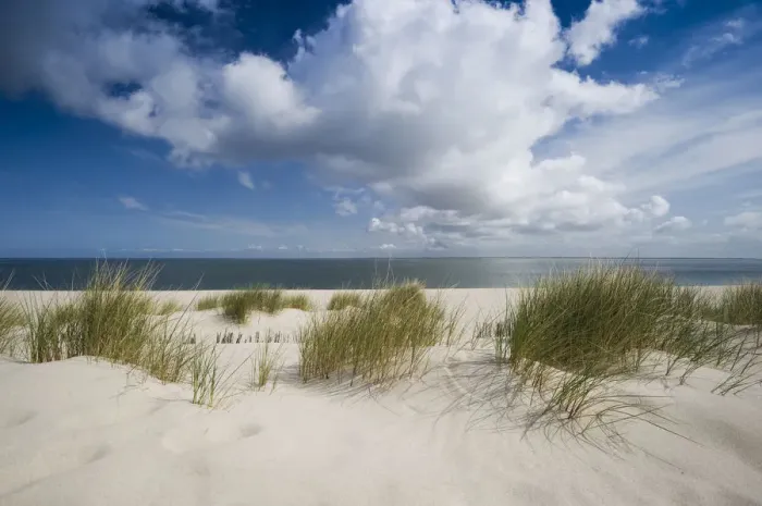 Framed Print : Marram grass on the beach, List, Sylt island, Schleswig-Holstein, Germany, Europe Framed Print : Marram grass on the beach, List, Sylt island, Schleswig-Holstein, Germany, Europe