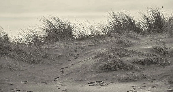 Marram Grass on the Northumberland Coastline