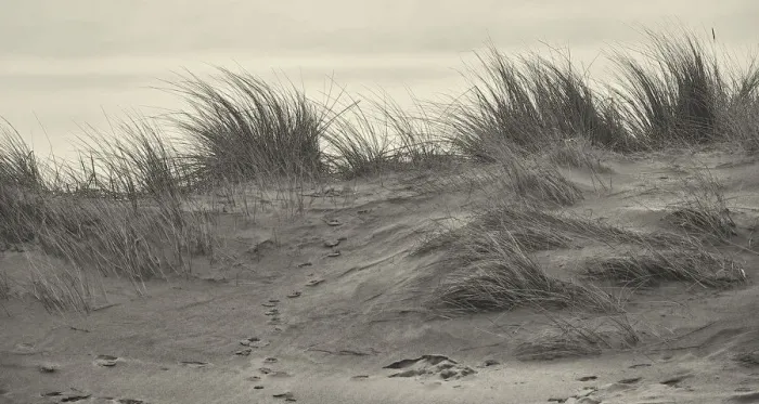 Framed Print : Marram Grass on the Northumberland Coastline
