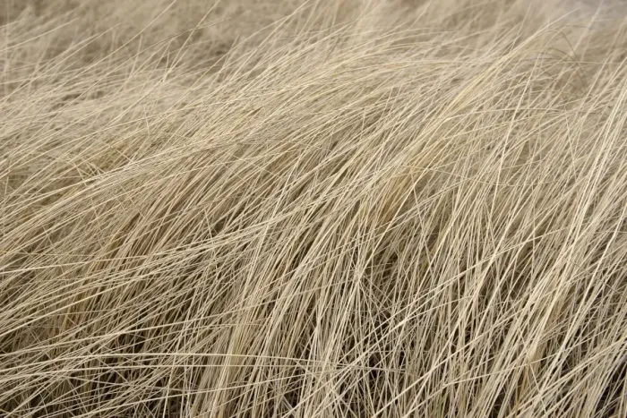 Framed Print : Marram grass in winter Framed Print : Marram grass in winter
