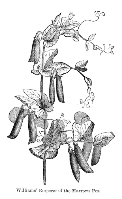 Framed Print : Marrow pea variations engraving 1874 Framed Print : Marrow pea variations engraving 1874