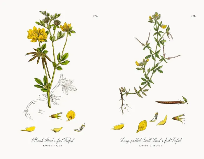 Framed Print : Marsh Birdas-foot Trefoil, Lotus major, Victorian Botanical Illustration, 1863 Framed Print : Marsh Birdas-foot Trefoil, Lotus major, Victorian Botanical Illustration, 1863