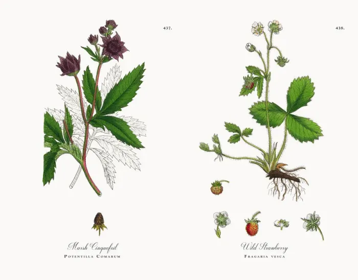 Framed Print : Marsh Cinquefoil, Potentilla Comarum, Victorian Botanical Illustration, 1863