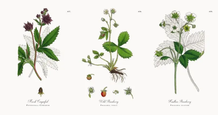 Framed Print : Marsh Cinquefoil, Potentilla Comarum, Victorian Botanical Illustration, 1863 Framed Print : Marsh Cinquefoil, Potentilla Comarum, Victorian Botanical Illustration, 1863