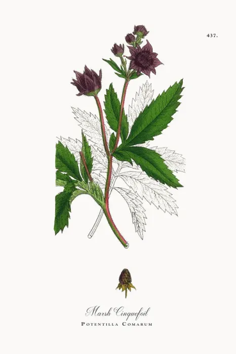 Framed Print : Marsh Cinquefoil, Potentilla Comarum, Victorian Botanical Illustration, 1863 Framed Print : Marsh Cinquefoil, Potentilla Comarum, Victorian Botanical Illustration, 1863