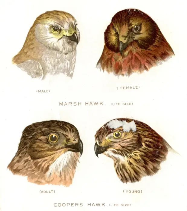Framed Print : marsh and Cooper hawk birds lithograph 1897 Framed Print : marsh and Cooper hawk birds lithograph 1897