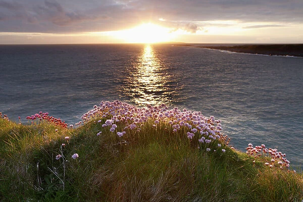 Marsh Daisy (Armeria maritima), coast at Doolin, County Clare, Ireland, Europe