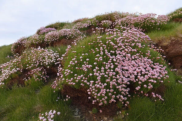Marsh Daisy (Armeria maritima), County Clare, Ireland, Europe