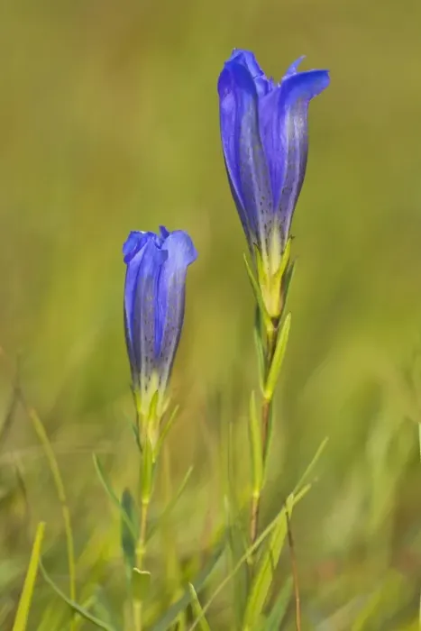 Framed Print : Marsh gentian -Gentiana pneumonanthe-, Mieminger Plateau, Tyrol, Austria Framed Print : Marsh gentian -Gentiana pneumonanthe-, Mieminger Plateau, Tyrol, Austria