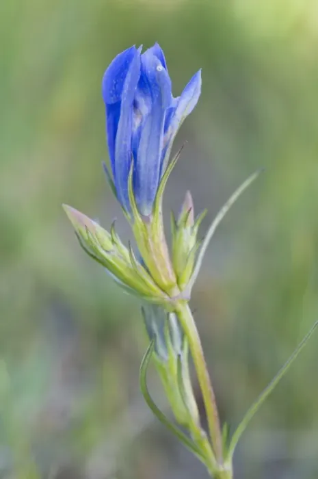 Framed Print : Marsh Gentian (Gentiana pneumonanthe) Framed Print : Marsh Gentian (Gentiana pneumonanthe)