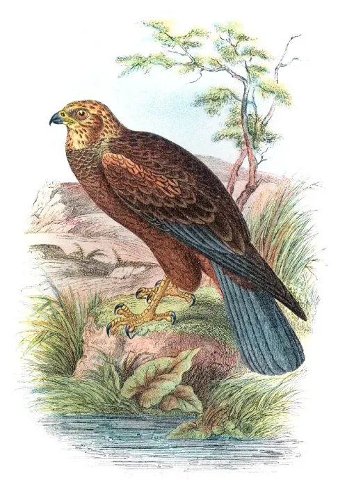 Framed Print : Marsh harrier engraving 1896 Framed Print : Marsh harrier engraving 1896