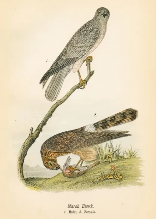 Framed Print : Marsh hawk bird lithograph 1890 Framed Print : Marsh hawk bird lithograph 1890