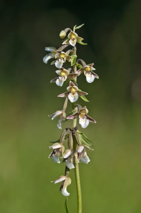 Framed Print : Marsh Helleborine -Epipactis palustris-, Vorarlberg, Austria Framed Print : Marsh Helleborine -Epipactis palustris-, Vorarlberg, Austria