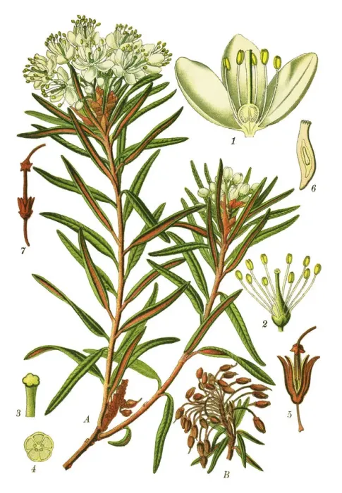 Framed Print : marsh Labrador tea, northern Labrador tea, wild rosemary Framed Print : marsh Labrador tea, northern Labrador tea, wild rosemary