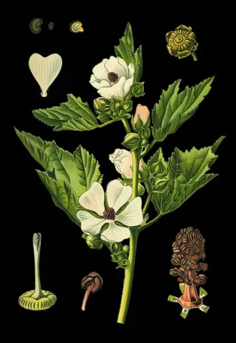 Framed Print : marsh-mallow Framed Print : marsh-mallow