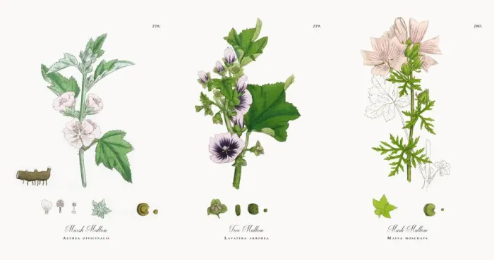 Framed Print : Marsh Mallow, Althea officinalis, Victorian Botanical Illustration, 1863 Framed Print : Marsh Mallow, Althea officinalis, Victorian Botanical Illustration, 1863