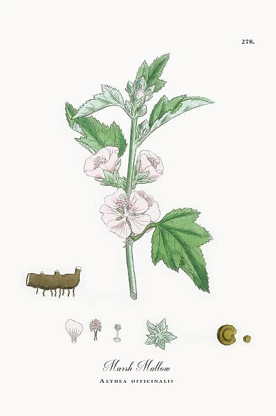 Marsh Mallow, Althea officinalis, Victorian Botanical Illustration, 1863