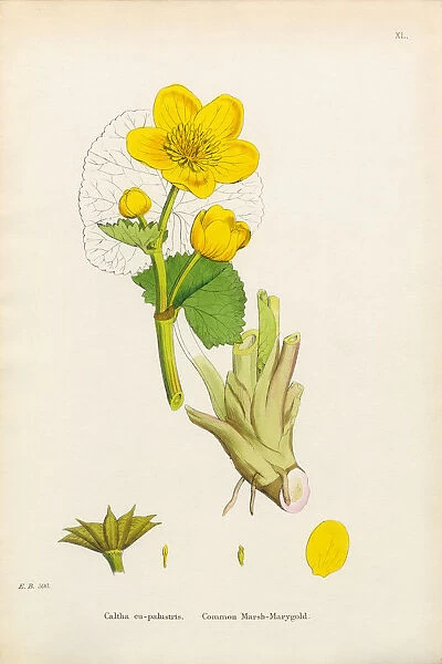 Marsh Marigold, Caltha eu-palustris, Victorian Botanical Illustration, 1863
