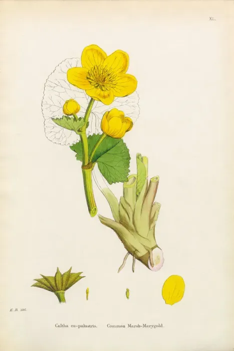 Framed Print : Marsh Marigold, Caltha eu-palustris, Victorian Botanical Illustration, 1863