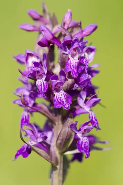 Framed Print : Marsh Orchid -Dactylorhiza majalis-, flowering, Thuringia, Germany