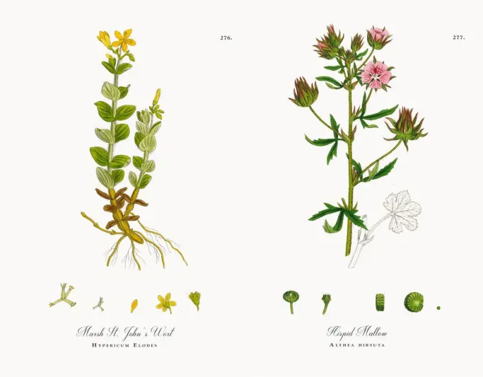 Framed Print : Marsh St. Johnas Wort, Hypericum Elodes, Victorian Botanical Illustration, 1863 Framed Print : Marsh St. Johnas Wort, Hypericum Elodes, Victorian Botanical Illustration, 1863