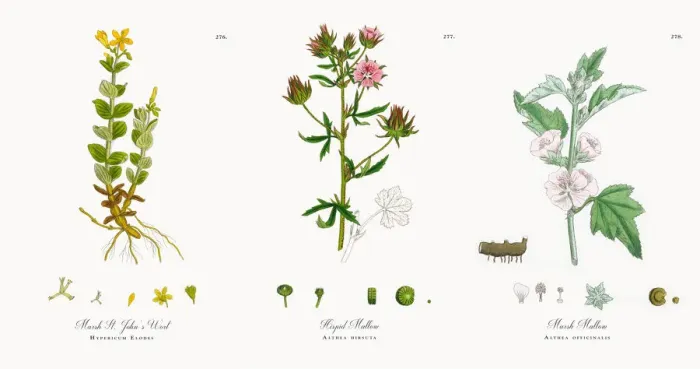 Framed Print : Marsh St. Johnas Wort, Hypericum Elodes, Victorian Botanical Illustration, 1863