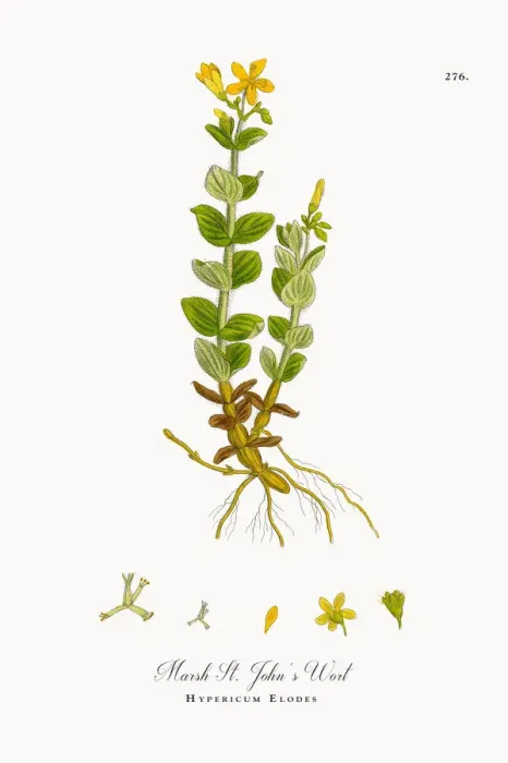 Framed Print : Marsh St. Johnas Wort, Hypericum Elodes, Victorian Botanical Illustration, 1863
