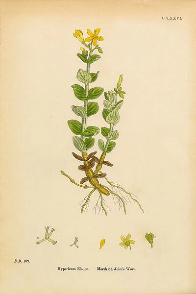Marsh St. Johnas Wort, Hypericum Elodes, Victorian Botanical Illustration, 1863