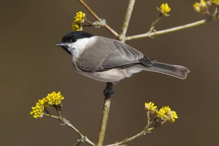 Framed Print : Marsh Tit -Parus palustris- perched on a twig, Neunkirchen, Siegerland, North Rhine-Westphalia, Germany