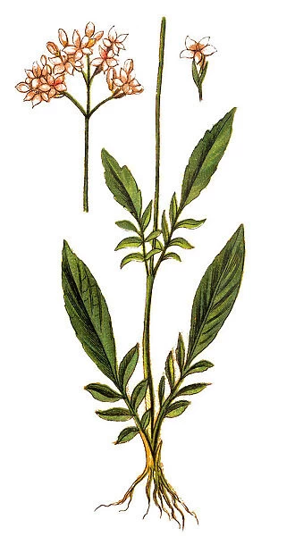 Marsh valerian (Valeriana dioica)