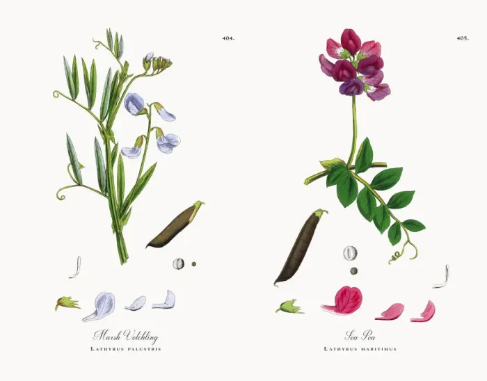 Framed Print : Marsh Vetchling, Lathyrus palustris, Victorian Botanical Illustration, 1863 Framed Print : Marsh Vetchling, Lathyrus palustris, Victorian Botanical Illustration, 1863