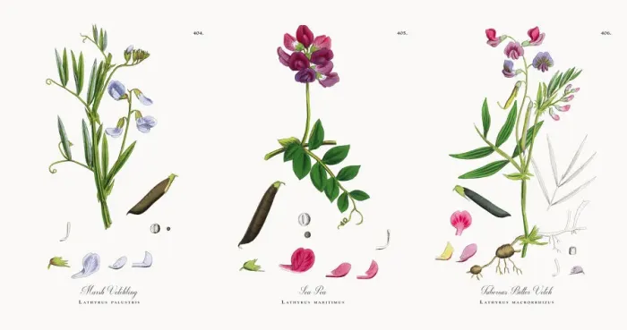 Framed Print : Marsh Vetchling, Lathyrus palustris, Victorian Botanical Illustration, 1863 Framed Print : Marsh Vetchling, Lathyrus palustris, Victorian Botanical Illustration, 1863